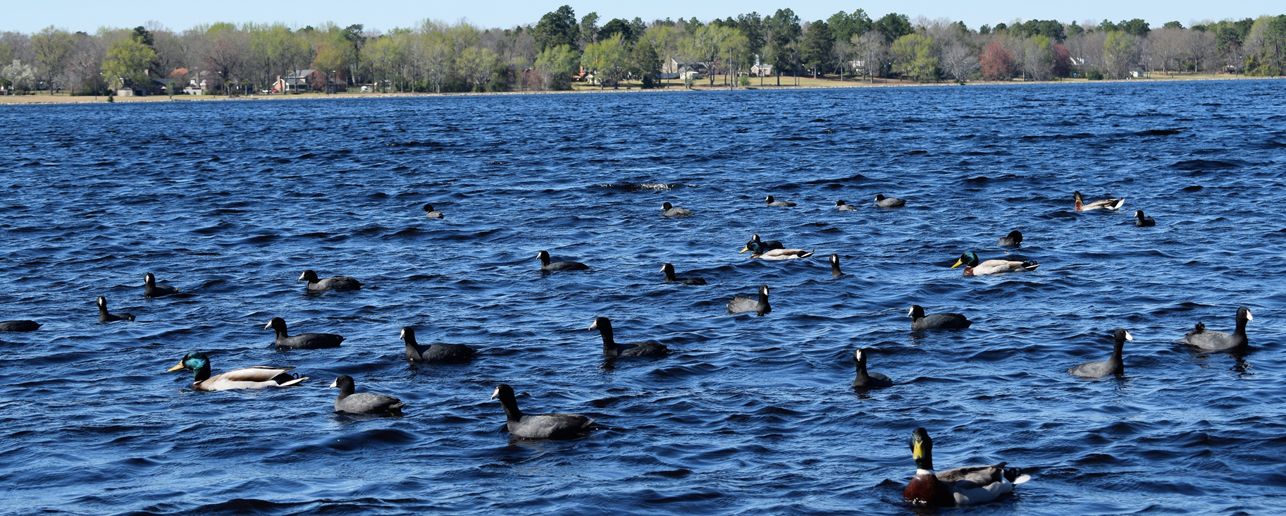 Ducks at the Lake