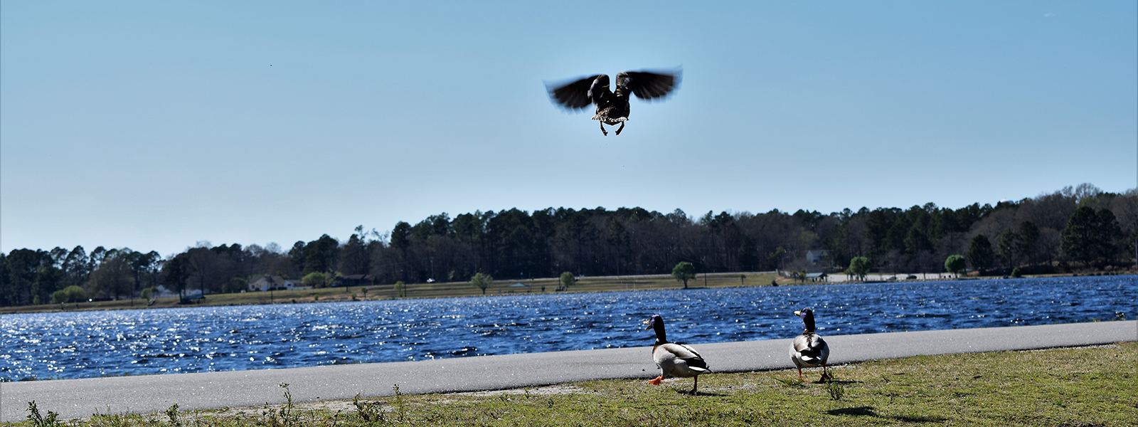 Ducks at the Lake